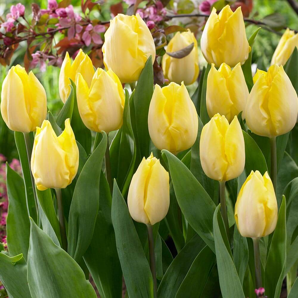 Тюльпан (tulipa). описание, виды и выращивание тюльпанов