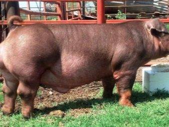 Сколько весят самые большие свиньи в мире, представители книги рекордов гиннеса