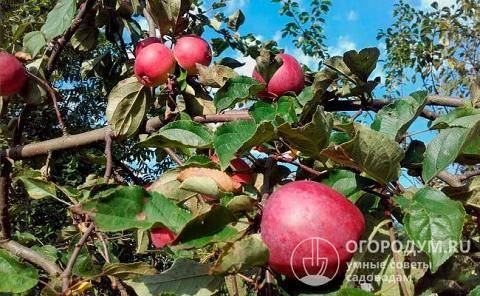 Сорт яблок звездочка – что привлекает садоводов и бизнесменов?