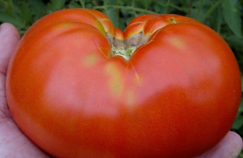 Сорт томатов космонавт волков - отличное решение для огородников