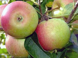 Васюган яблоня колоновидная: описываем суть