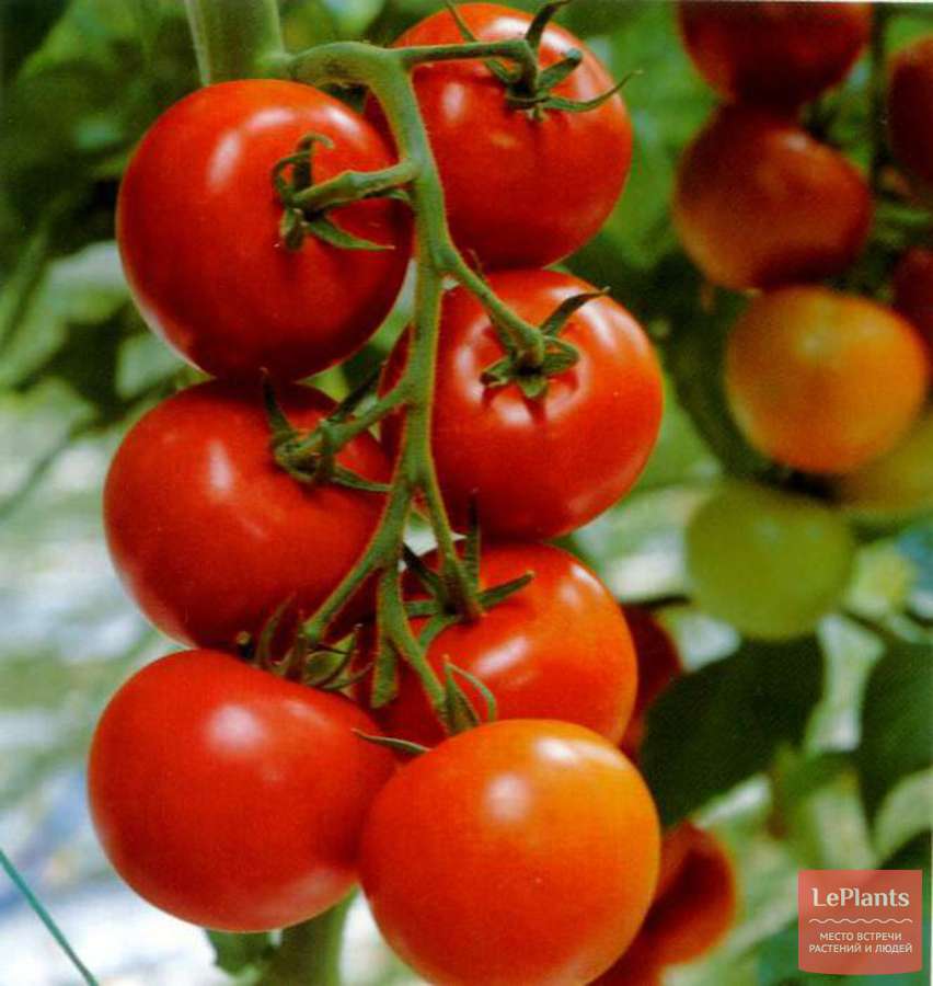 Высокая урожайность с томатом «дубок»: характеристика и описание сорта, фото, особенности выращивания помидоров
