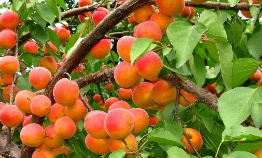 Описание сорта абрикосов Голдрич и особенности выращивания