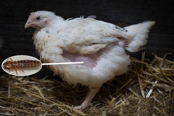 Куриные блохи – как избавиться и защитить кур от паразита
