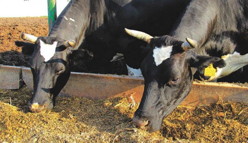 Правильное кормление коров – особенности рациона коров разного назначения