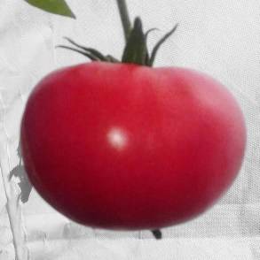 Сорт томатов клондайк