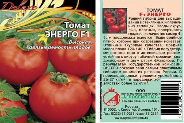 Выращивание томата верочка