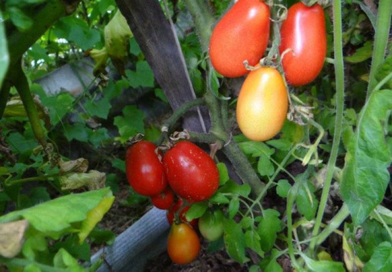 Сорт томата «московский деликатес»: фото, отзывы, описание, характеристика, урожайность