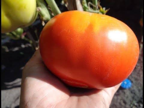 Сорт томата «ураган f1»: описание, характеристика, посев на рассаду, подкормка, урожайность, фото, видео и самые распространенные болезни томатов
