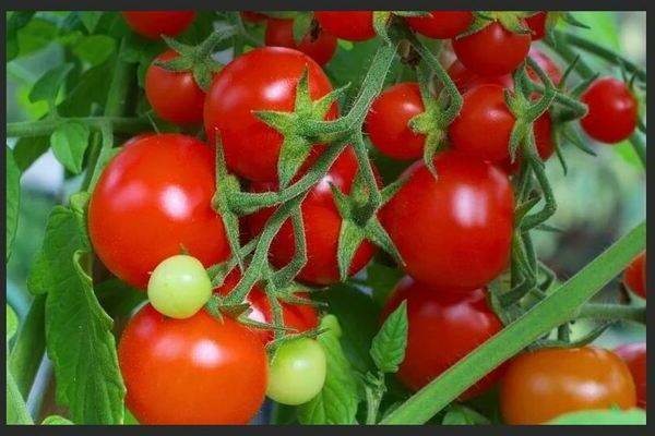 Характеристика и описание сорта томата идальго f1, его урожайность