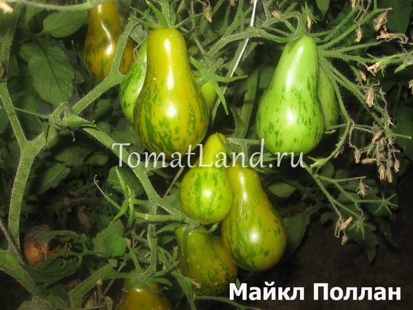 Описание сорта томата Майкл Поллан, особенности выращивания и уход