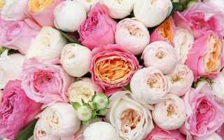 Характеристики и особенности розы аква. отзывы цветоводов