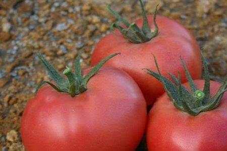 Сорт томата «альфа» — безрассадный, суперранний помидор, описание и характеристики