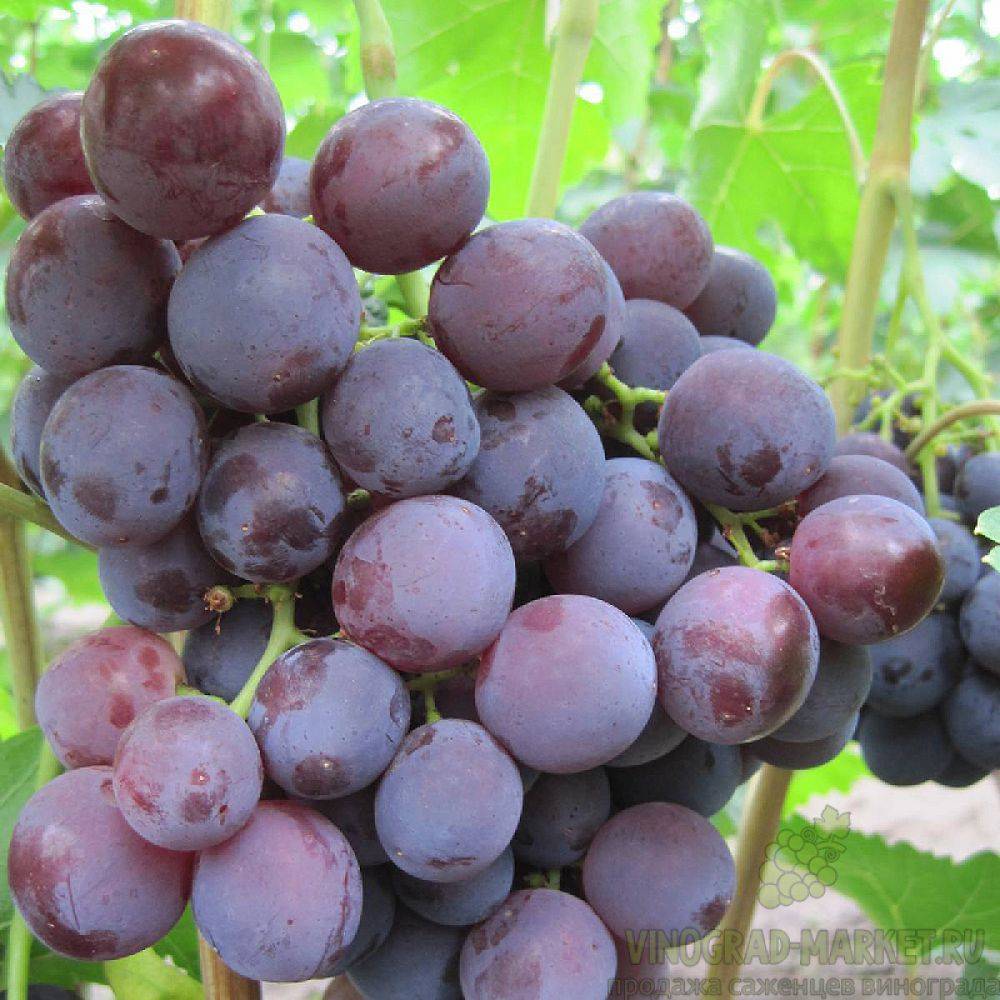 Сорт винограда рошфор