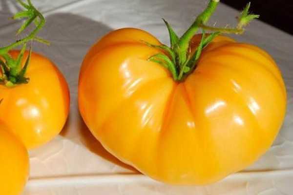 Санька: популярный сорт ранних томатов. секреты высокой урожайности