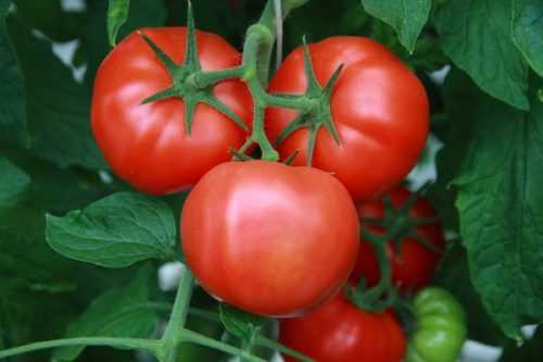 Сочные плоды с высокими вкусовыми качествами — томат красный мясистый: полное описание сорта