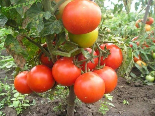 Томат «гном», описание сорта и характеристика урожайности помидора (фото)