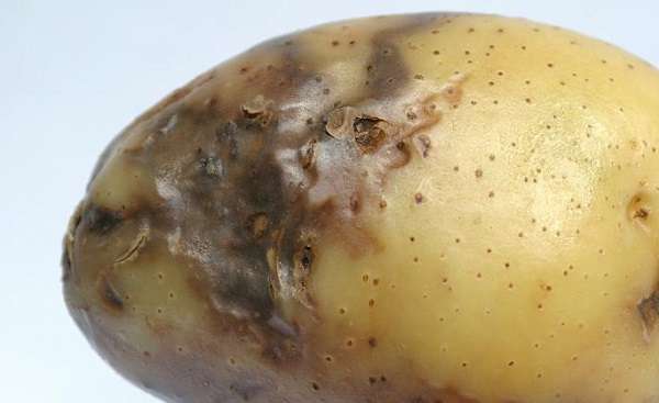 Как избавиться от фитофторы на картофеле?