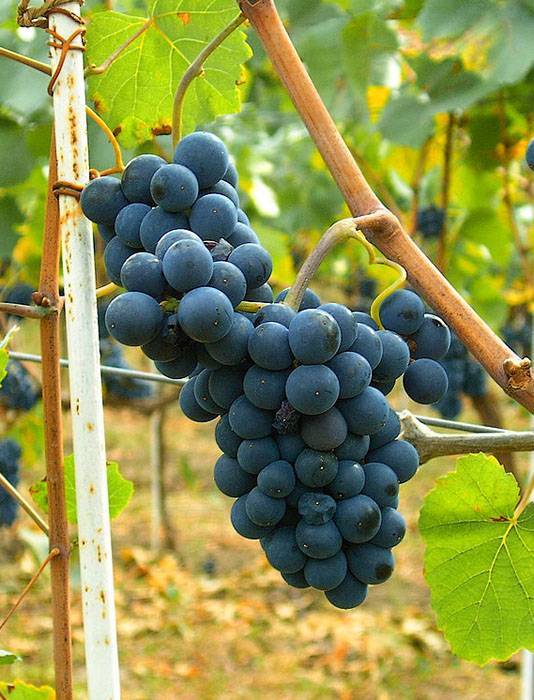 Описание и характеристики сорта винограда Аттика и правила выращивания кишмиша