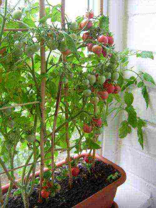 Огород на подоконнике или балконе: все о том, как вырастить помидоры черри в домашних условиях