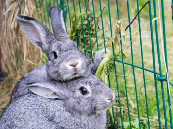 Что делать если крольчиха разбрасывает крольчат после окрола