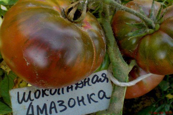 Описание сорта томата Шоколадная Амазонка, его характеристика и урожайность