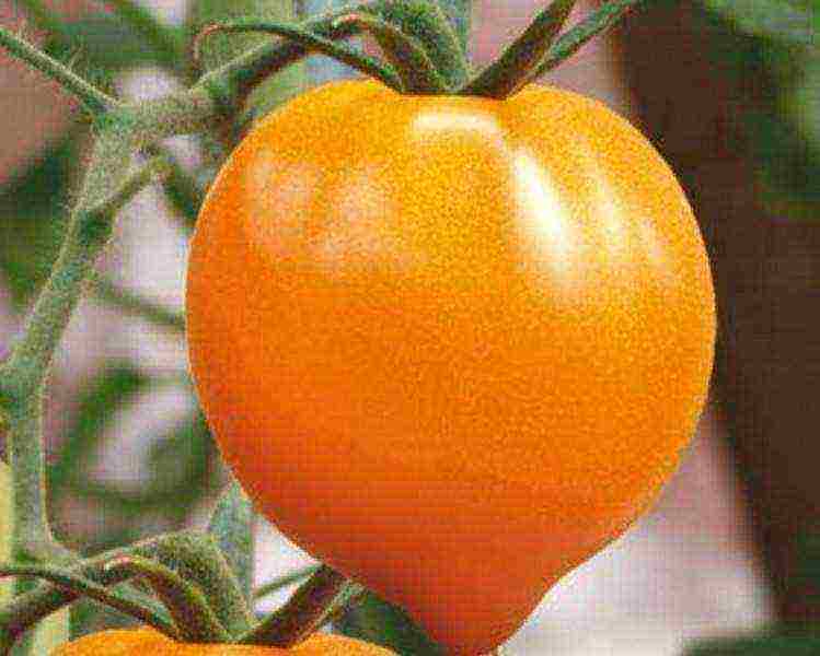 Характеристика и описание сорта томата Оранжевый слон, его урожайность