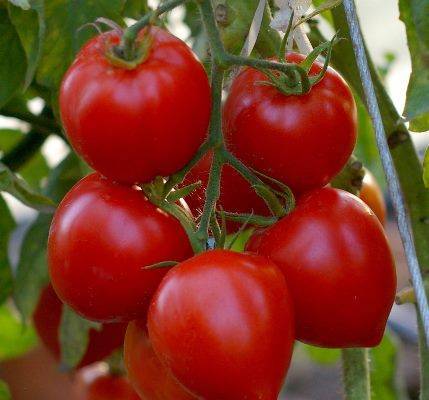 Характеристика и описание сорта томата розовое чудо, его урожайность