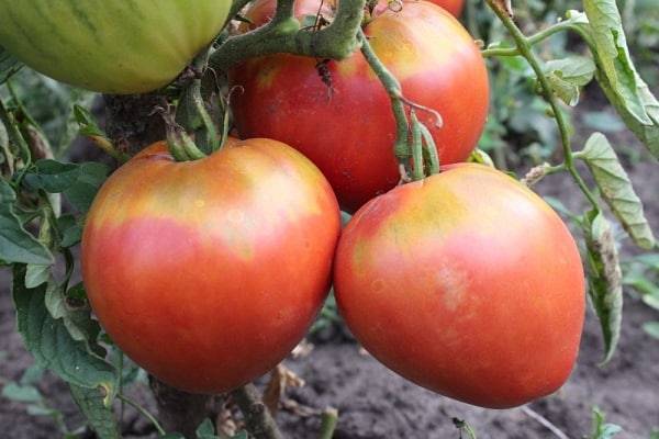 Томат оранж: характеристика и описание сорта, особенности выращивания – все о помидорках