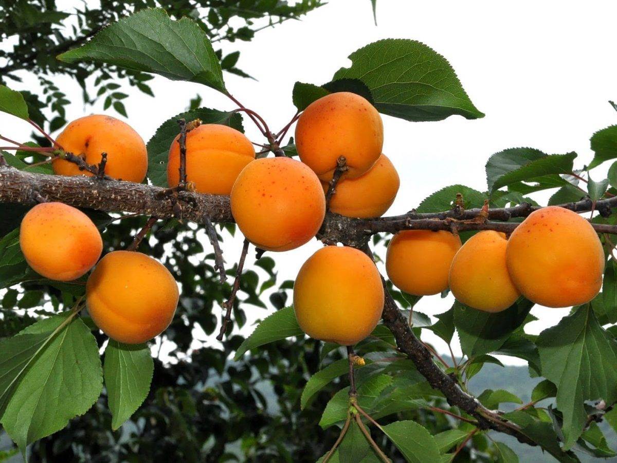 Лучшие сорта абрикосов для средней полосы (фото, описания, отзывы садоводов)