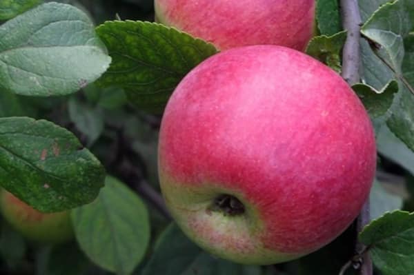 Описание сорта яблони Юный натуралист и регионы выращивания, история селекции