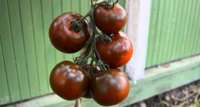 Диетический томат с фруктовым вкусом черная лакомка f1: детальное описание, агротехника, отзывы