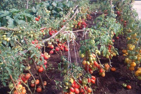 Описание сорта томата гс-12 f1, его характеристика и урожайность