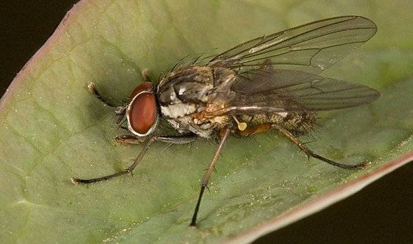 Луковая муха: как бороться с опасным вредителем