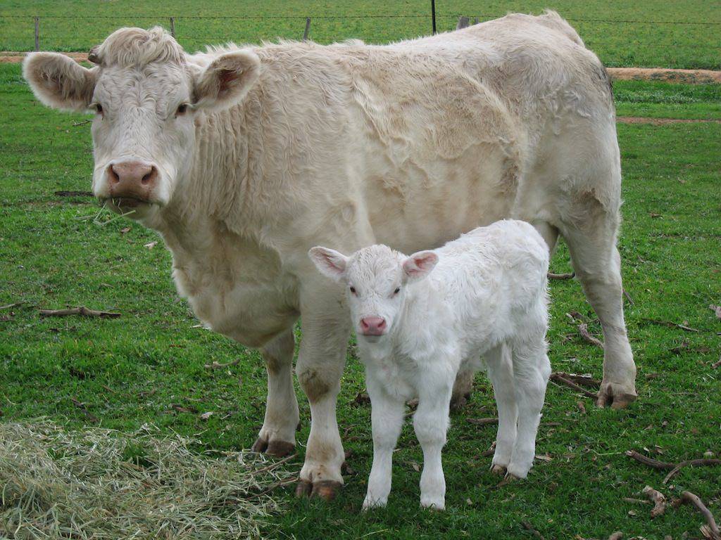 Плюсы и минусы галловейской породы, характерные особенности коров