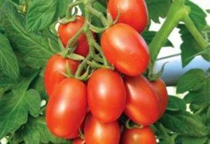 Засухоустойчивый раннеспелый сорт томат «пинк клер f1» для южных регионов: описание, характеристика, посев на рассаду, подкормка, урожайность, фото, видео и самые распространенные болезни томатов