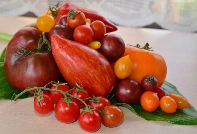 Сорта томатов для урала в теплице