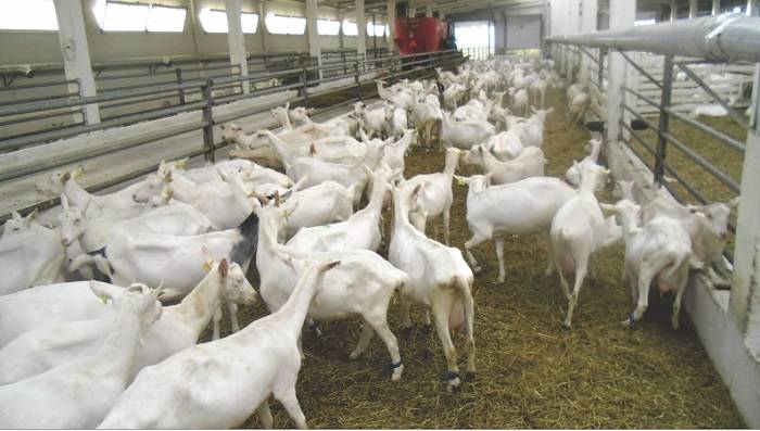 Орловская порода коз: характеристики, условия разведения и содержания