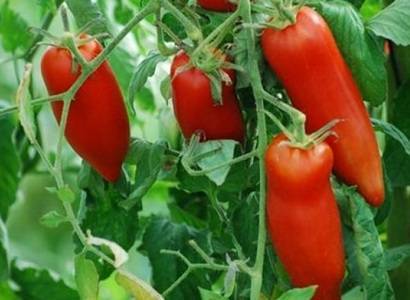 Характеристика и описание сорта томата Персик, его урожайность