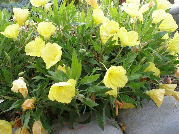 Прекрасное украшение сада: как сажать и ухаживать за многолетней энотерой