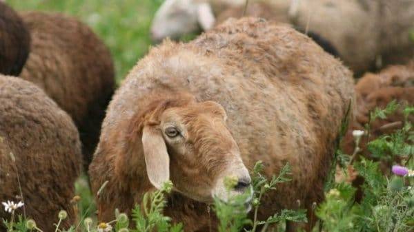 Описание пород и разновидностей овец, какие выбрать для разведения