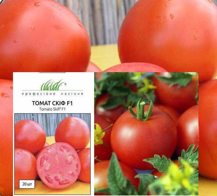 Крупноплодные сорта томатов для открытого грунта и теплиц