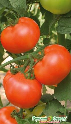 Описание сорта томата колхозный, его характеристика и урожайность