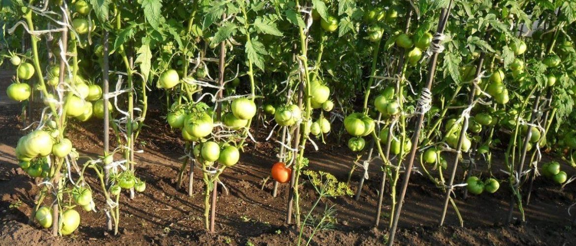 Как вырастить помидорное дерево