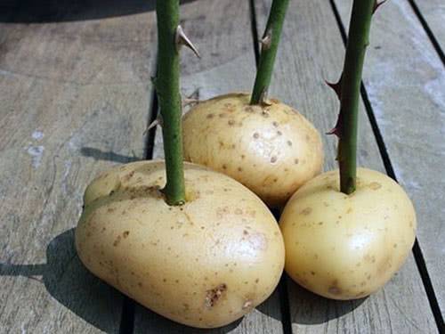 Как вырастить розу в картофеле, способы выращивания и размножения