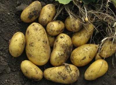 Картофель джувел: описание и характеристика сорта, урожайность, отзывы
