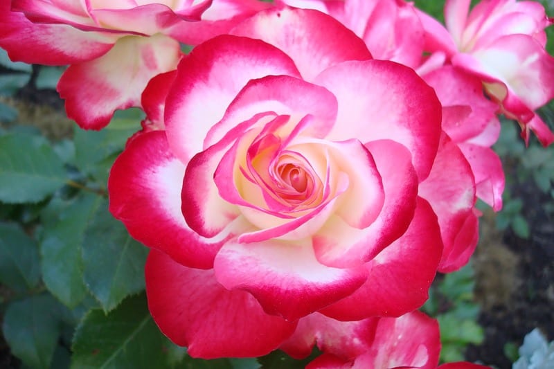 Яркая и эффектная роза юбилей принца монако: описание и фото, цветение и уход, размножение и болезни