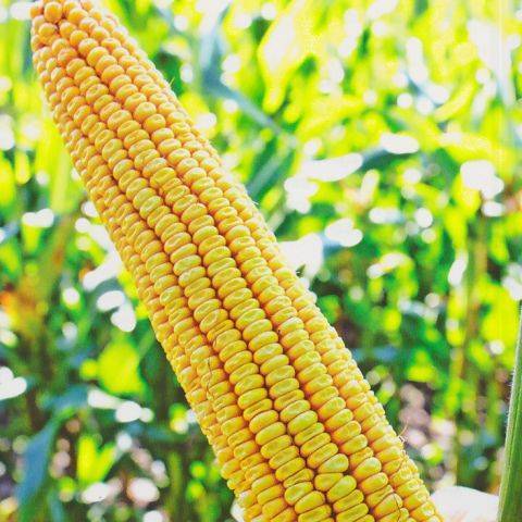 Кукуруза фуражная — описание сорта, фото и отзывы