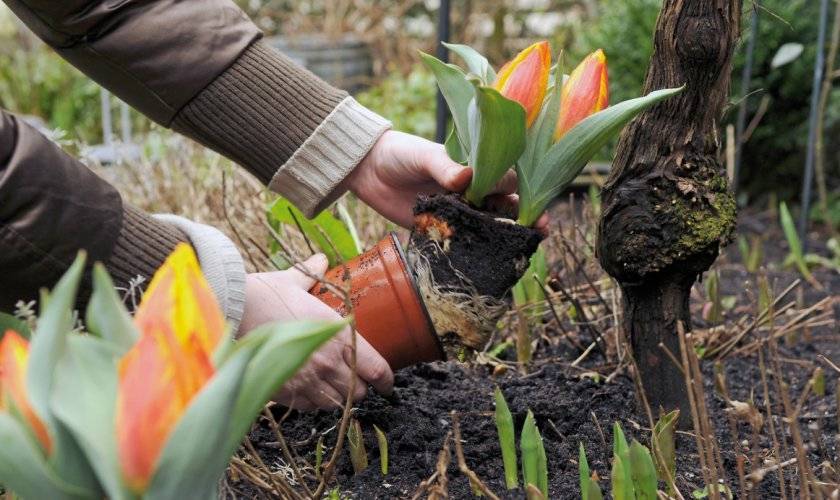 Когда пересаживать тюльпаны лучше всего – весной или осенью