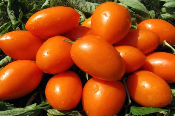 Описание сорта томата женская доля f1, его характеристики